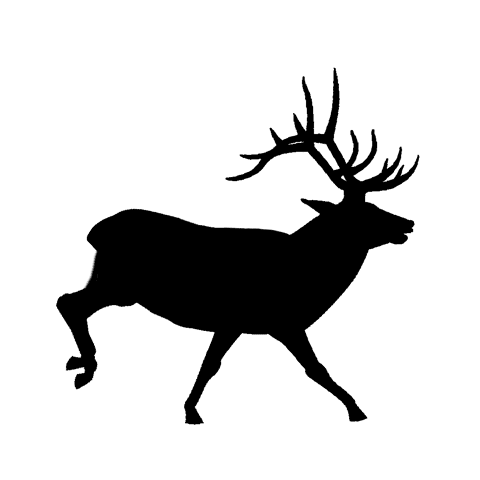 Animation of Elk. From Muybridge.